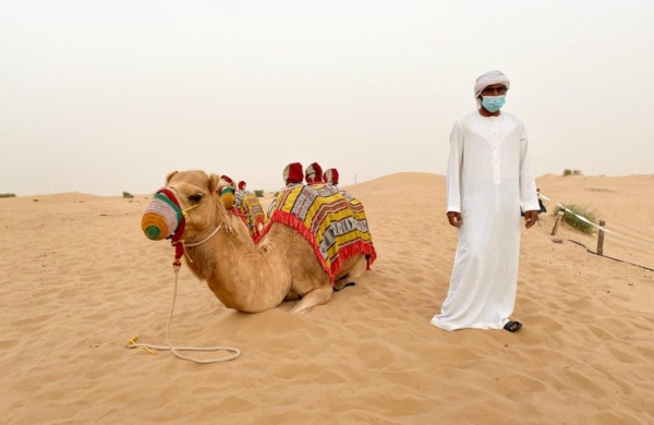 Camel or dromedary in the Dubai desert